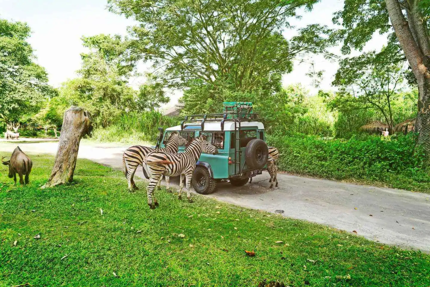 Pertiwi adventure